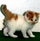 ขายแมวเปอร์เซีย อายุ 2 เดือน เพศผู้ สีส้มแวน 2 ตัว และสีเทาแวน 1 ตัว กทม.