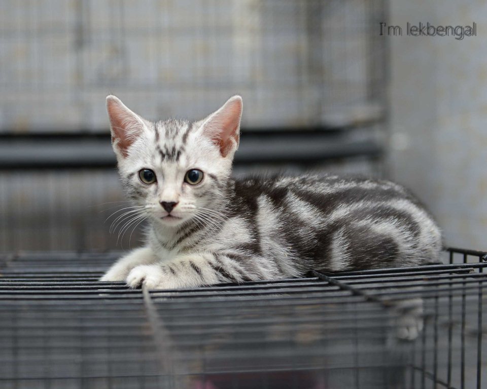  สัตว์เลี้ยง ขาย...ลูกแมวสวยลายดำคมชัด อเมริกันชอตแฮร์ เพศผู้ พันธุ์แท้ อายุ 2 เดือน สีซิลเวอร์ วัคซีนแล้ว 