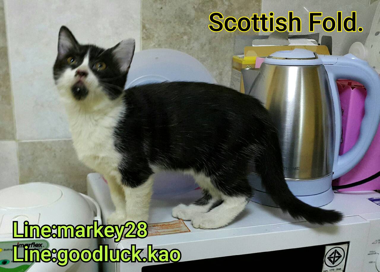  สัตว์เลี้ยง ลูกแมว Scottish Fold แท้ พร้อมใบเพ็ต ราคาพิเศษ 