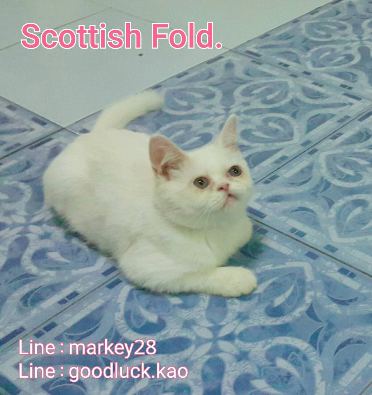  ѵ§ ҤҾ Scottish Fold ٵ  