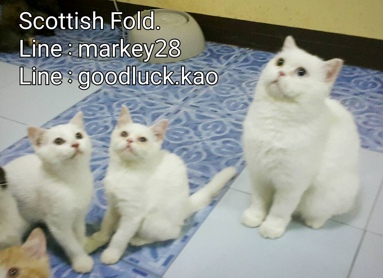  ѵ§ ҤҾ Scottish Fold ٵ  
