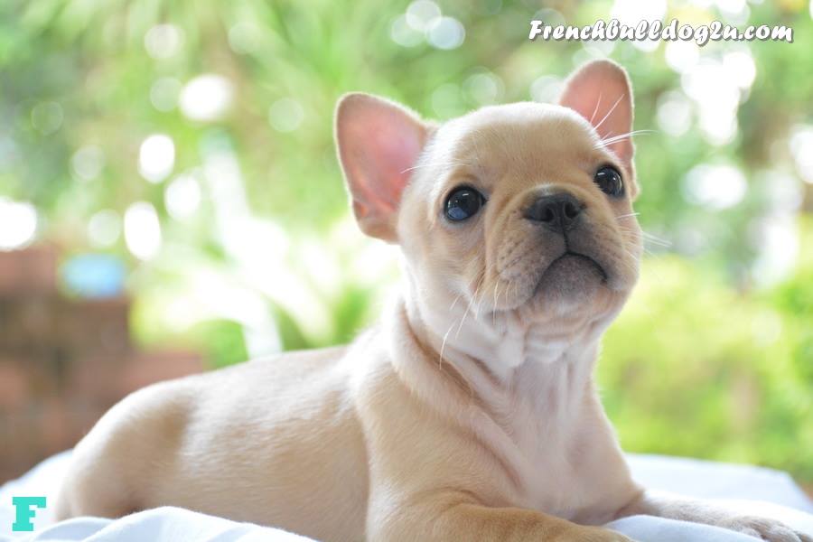  สัตว์เลี้ยง จำหน่ายลูกสุนัขพันธุ์ Frenchbulldog เฟรนช์ บูลด๊อก สายเลือดดี สั้น สวย มีใบครบ 